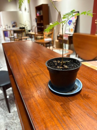 QV25050, 丹麥, sideboard 邊櫃