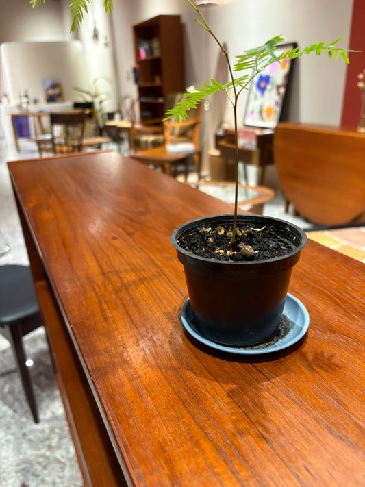 QV25050, 丹麥, sideboard 邊櫃